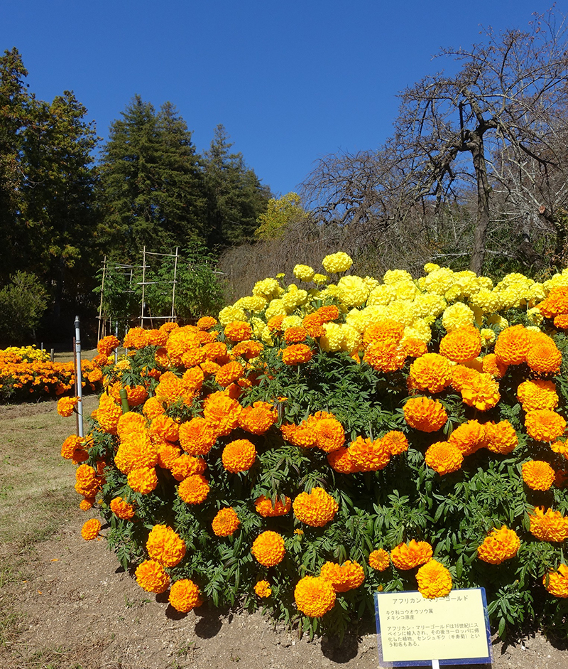  咲き誇るアフリカマリーゴールド(半田山植物園11月）