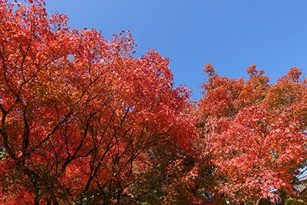 閑谷学校の紅葉